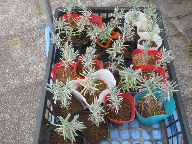 2025_1031202410230024